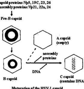 Figure 1 6:  Maturation of herpes simplex capsids (adapted from  D. R. Harper) 