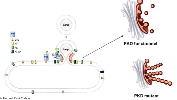 Figure 1 9:  Recruitment and  activation of protein  kinase  D (PKD) at the TGN (adopted  from  V