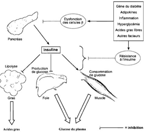 Figure 1. Pathophysiologie de l'hyperglycémie et de l'augmentation d'acides gras  dans le diabète