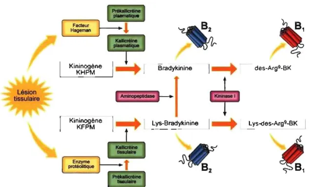 Figure 3. Le système Kallicréine-kinines.  Adapté d'après Rodi et al., 2005  1.4.1  Les kininogènes 
