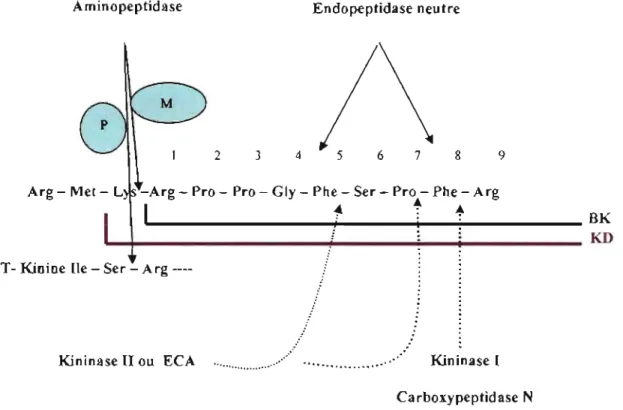 Figure 4.  Sites d'action des enzymes protéolytiques des  kinines.  Adapté de Regoli  et  Barabé,  1980