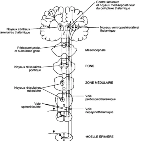 Figure 8.  Les voies ascendantes de la douleur.  Adapté d'après Longstaff et al., 2005 