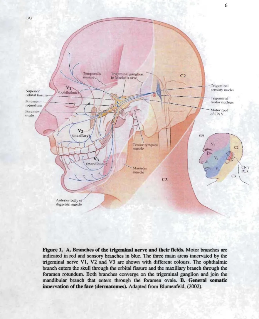Figure 1.  A.  Branches of the trigeminal nerve and their fields.  Motor branches are  indicated in red  and  sensory branches in  blue