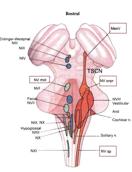 Figure  3.  The  trigeminal  nuclear  complex.  Horizontal  view  of  the 