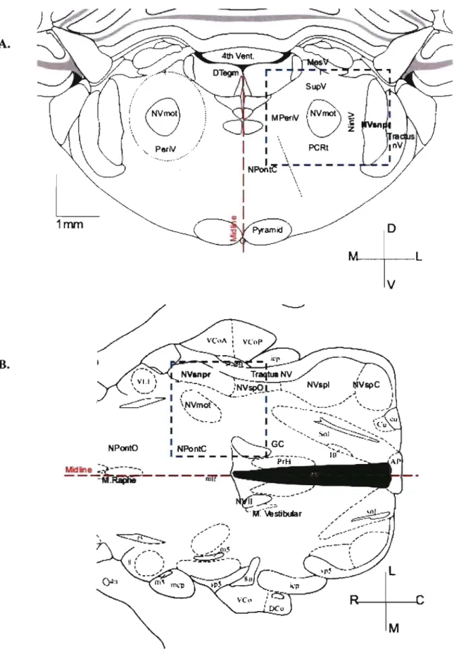 Figure 4.  NVsnpr and surrounding structures A. transverse and 