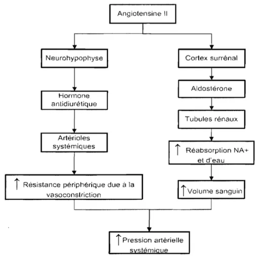Figure 2  Rôle de l'angiotensine Il dans la  régulation de la  pression  artérielle 