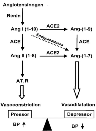 Figure 4  Rôle d'ACE2 dans le  système rénine-angiotensine, tiré de Yagil et Yagil, 2003 13 