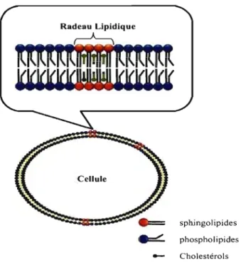 Figure 1-5:  La structure des radeaux lipidiques. 