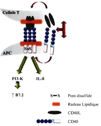 Figure 1-6: Le rôle de l'homodimérisation du CD40 dans l'induction de la  signalisation