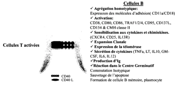 Figure 1-7: L'activation des cellules B par le CD40. 