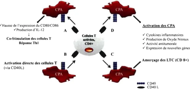 Figure  1-8:  Le  rôle  du  CD40  dans  l'amorçage  des  cellules  T  et  leur  interaction  avec les CP A
