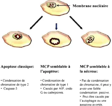 Figure 1-9:  Les différents types de mort cellulaire programmée (MCP). 