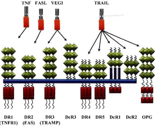 Figure 1-10: Les récepteurs de  la  mort cellulaire appartenant  à  la famille des 