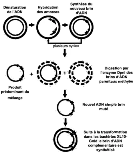 Figure  2.3  : Représentation  graphique  de  la construction  des  haplotypes  régulateur  par  la  technique de mutagenèse dirigée