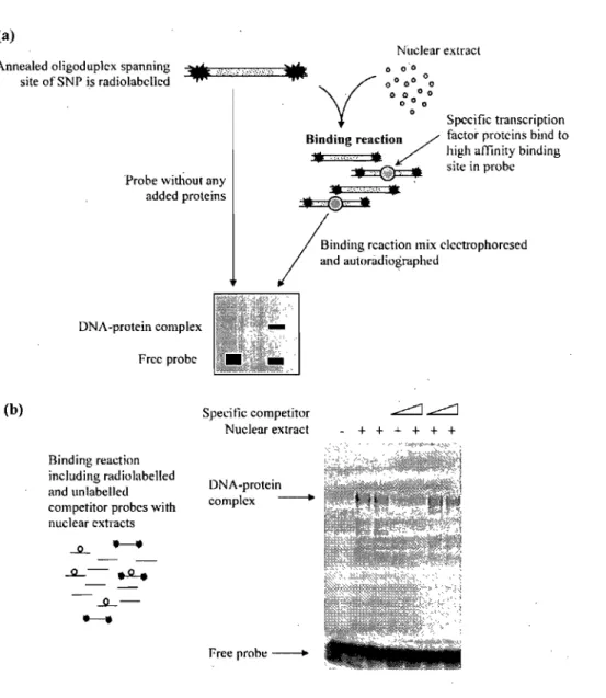 Figure  2.4 :  Représentation  graphique  de  la  technique  de  retard  sur  gel,  EMSA  (Knight  2003)