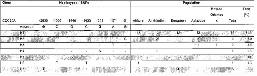 Tableau II : Liste des haplotypes régulateurs retrouvés dans l'échantillon de populations de 40  individus pour le  gène CDC25A