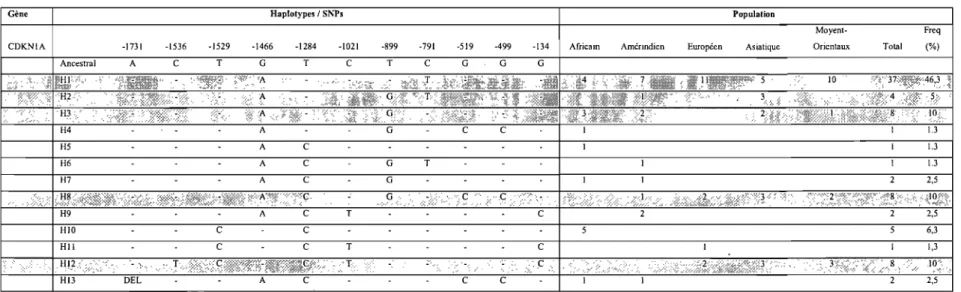 Tableau III : Liste des haplotypes régulateurs trouvés dans l'échantillon de populations de 40 individus pour le gène CDKNIA