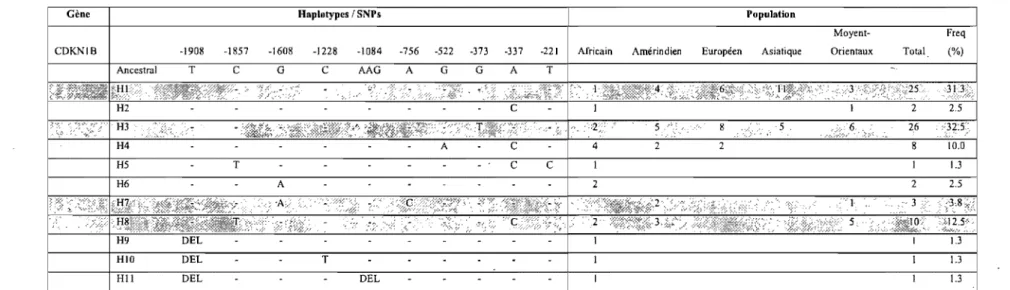 Tableau IV: Liste des haplotypes régulateurs trouvés dans l'échantillon de populations de 40 individus pour le gène CDKNIB