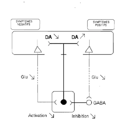 Figure 2 Modèle de Carlsson: Hypothèse Glutamatergique de la schizophrénie  DA  \J  Glu  ~  Activation  \J  DA  )1  1 1 1  l  SYMPTOMES POSITIFS Glu \J GA6A  Inhibition  ~ 