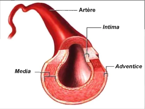 Figure  1.  Structure  d'une  artère.  L'intima  est  composée  d'une  monocouche  de  cellules  endothéliales  et  est  responsable  du  maintien  de  l'homéostasie  vasculaire 