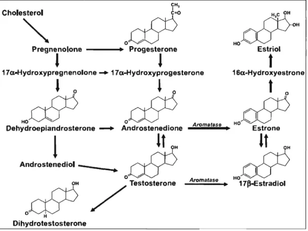 Figure  3.  Synthèse  de  l'estradiol.  L'estradiol  est  un  dérivé  du  cholestérol  et  sa  synthèse  comporte  des  intermédiaires  parmi  lesquels  l'androstenedione,  l'estrone et  la  testostérone