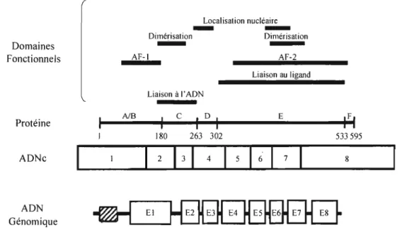 Figure  4.  Structure  et  domaines  fonctionnels  identifiés  dans  le  gène  codant  pour le REa