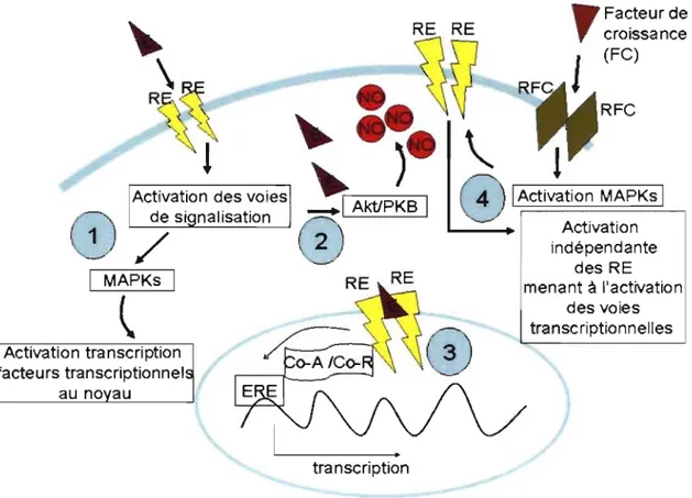 Figure  6.  Représentation  simplifiée  des  voies  de  signalisation  possibles  des  estrogènes