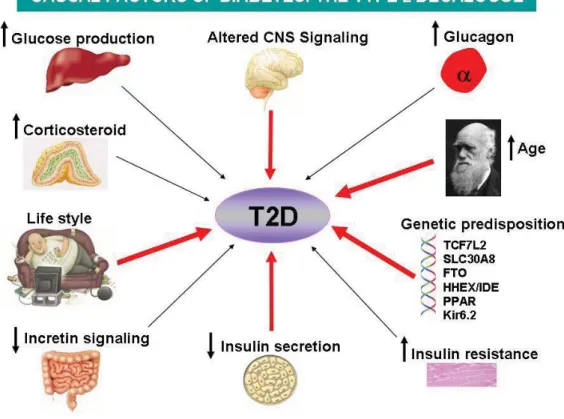 Figure 1 The possible causal factors of T2D. The onset of T2D is complex, not only related to the environmental factors, such as change of life style, but also the genetic background