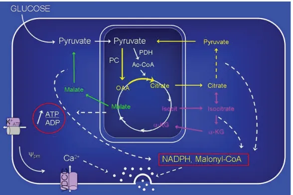 Figure 7 pyruvate cycling and insulin secretion. Pyruvate-derived from glucose metabolism enters in the tricarboxylic acid cycle via its carboxylation by PC, producing oxaloacetate (OAA)