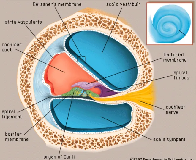 Figure 1: Transverse section of the cochlea 