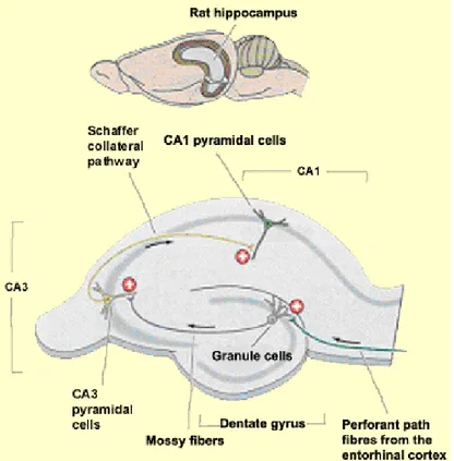 Figure 2 Anatomical representation of the hippocampus. Adapted from (22). 