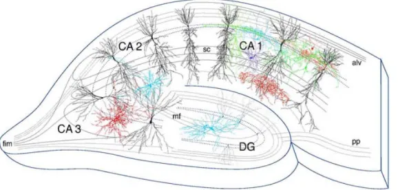 Figure 4 Pyramidal neurons of CA1-CA3 fields. Adapted from (27). 