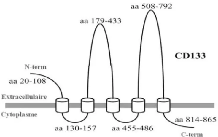 Figure 6. Modèle structural de CD133. Topologie du polypeptide mature de CD133. Le 
