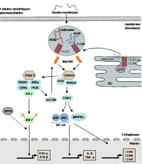 Figure 2 : Signalisation induite par les TLR7 et TLR9 dans les pDC.                       