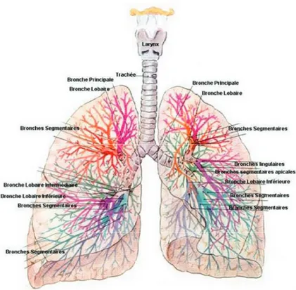 Figure 2: Arbre bronchique. Représentation schématique des subdivisions bronchiques (tiré de: Le corps humain de A