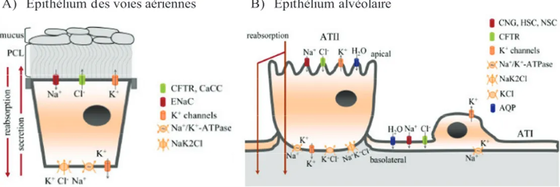 Figure 6: Représentation du transport ionique de l’épithélium des voies aériennes et alvéolaire