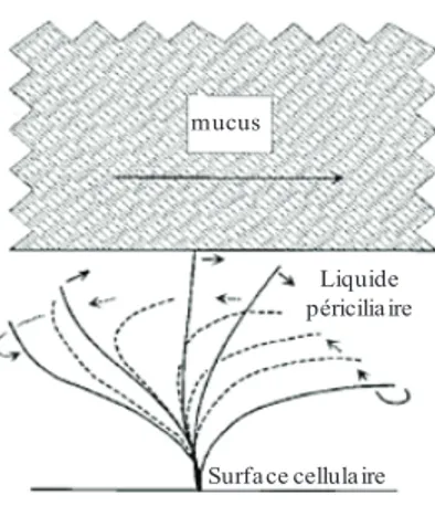 Figure 10: Mouvement ciliaire.