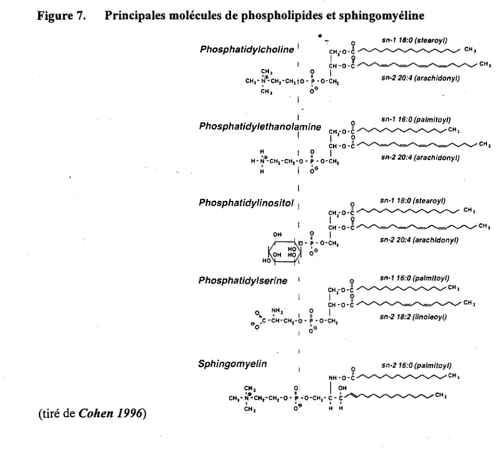 Figure 7.  Principales molécules de phospholipides et sphingomyéline 