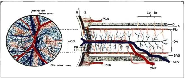 Figure  1.2:  Schematic representation ofblood supply of the  optic nerve.  Reprinted  from  Hayreh  SS:  Trans  Am  Acad  Ophthalmol  Otolaryngol  1974;  78:240-254