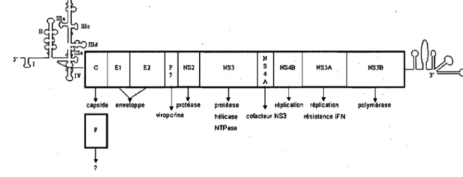 Figure 1.  Représentation du génome du  v~rus  de l'hépatite C.  Les  structures secondaires  prédites  pour  les  régions  5'  et  3'-RNC  sont  représentées