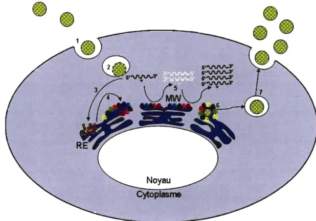 Figure  2.  Cycle  réplicatif du  virus  de  l'hépatite  C.  1)  attachement  et  internalisation;  2)  décapsidation  et  relâche  cytoplasmique;  3)  traduction  engendrée  par  l'IRES;  4)  traitement  de  la  polyprotéine;  5)  réplication  de  l' ARN;  6)  encapsidation  et 