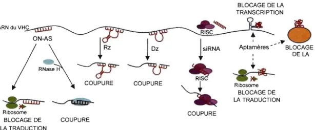 Figure  4.  Mécanismes  d'action  des  oligonucléotides  thérapeutiques.  1)  Les  oligonucléotides  antisens  (ON-AS)  peuvent  bloquer  le  ribosome  afin  de  prévenir  la  traduction  des  protéines
