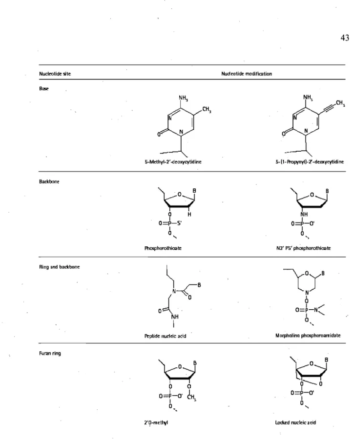 Figure  6.  Modifications  nucléotidiques  utilisées  couramment  en  thérapie.  Tiré  de 