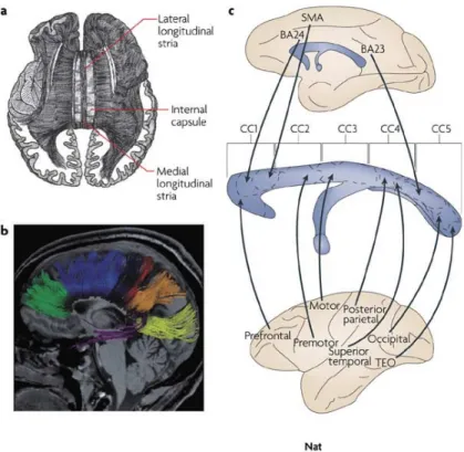 Figure  2.  Le  corps  calleux  sous  différentes  approches  méthodologiques.  Le  corps  calleux humain contient environ 190 millions d’axones