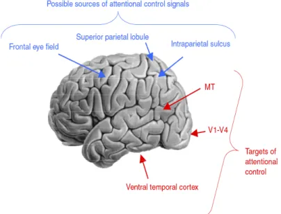 Figure 3. Le réseau fronto-pariétal. Ensemble des régions cérébrales modulées par l’AVS  (rouge)  et  des  régions  responsables  du  contrôle  attentionnel  (bleu)