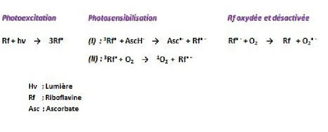 Figure 2 : Réactions de photo-oxydation de type I et II d’après Cardoso et al [85] 