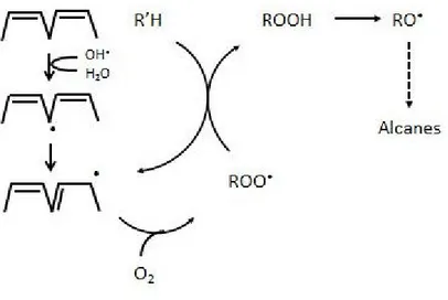 Figure  4 :  Phase  d’initiationde  l’oxydation  des  AGPI,  de  propagation  et  de  terminaison  radicalaire  entraînant  la  formation  d’un  radical  peroxyle,  puis  d’un  hydroperoxyde  qui  après  fragmentation, produira des aldéhydes et des alcanes