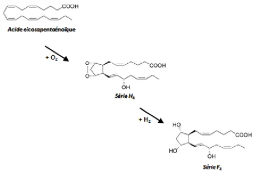 Figure 7 : Formation de la série F 3 -isoprostane, à partir de l’acide eicosapentaenoïque d’après Gao et al 