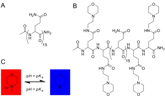 Figure I-10. Structure des peptides de polyGln étudiés. A, peptide neutre AcGln15NH2  (11a);  B, peptide porteur de charges labiles Ac[Glu(AEM)]2Gln15[Glu(AEM)]2NH2  (15); 