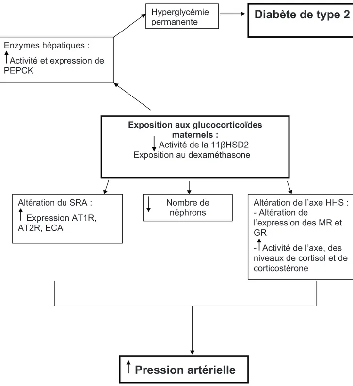 Figure 2 : Principaux mécanismes conduisant à une élévation de la pression sanguine et à 